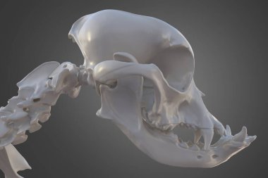 Köpek kafatası iskeleti, brachycephalic özellikli Fransız bulldog, 3D illüstrasyon