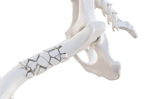 Kırık Köpek Kalça Kemiği Görünür Diğer Kemikler Köpek Iskeleti Beyaz — Stok fotoğraf