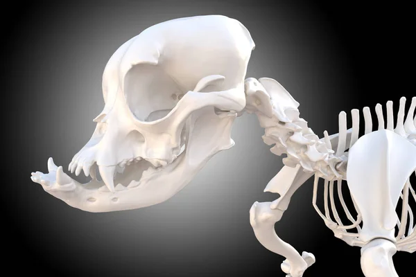 Esqueleto Crânio Cão Canino Buldogue Francês Com Características Braquicefálicas Ilustração — Fotografia de Stock