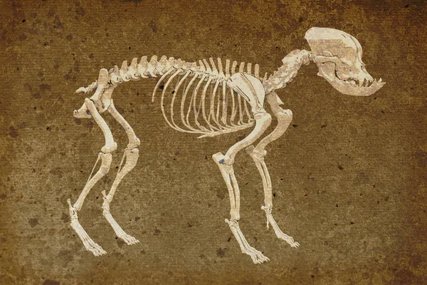 Szkielet Canine Stylu Retro Buldog Francuski Brachycephalic Cech Ilustracja — Zdjęcie stockowe