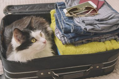 Kedi valizde ya da çantada oturup yolculuk için bekliyor. Evcil hayvan konseptiyle seyahat