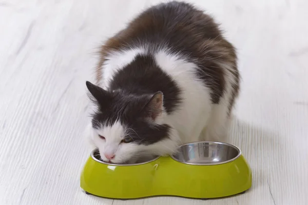 Black White Cat Eating Food Bowl Home — Stock Photo, Image