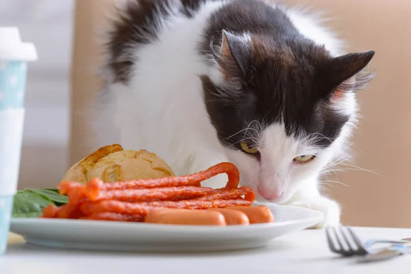 猫は皿の上のテーブル ソーセージ 野菜から食べ物を盗もうとします — ストック写真