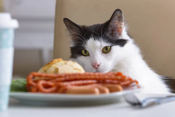 猫はテーブルから食べ物を盗もうとし 自分自身を舐める — ストック写真