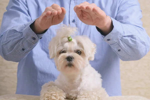 Man doing Reiki therapy for a dog, a kind of energy medicine.