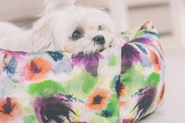 Netter Junger Malteser Liegt Hause Auf Seinem Bett — Stockfoto