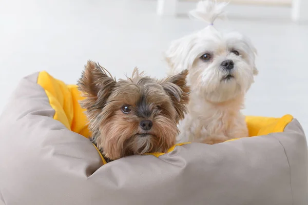 Bonito Jovem Maltês Yorkie Sentado Cama Casa — Fotografia de Stock