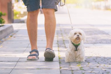Şehirde Malta köpeğiyle yürüyen bir adam.