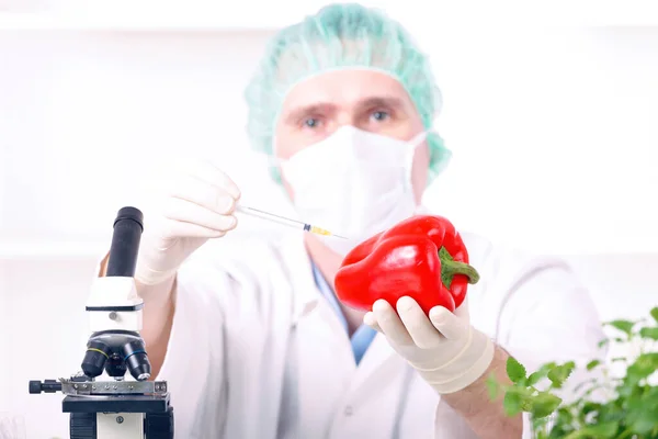 Pesquisador Com Plantas Transgênicas Organismo Geneticamente Modificado Geo Uma Planta — Fotografia de Stock