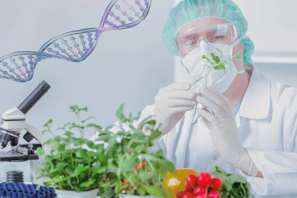Forskare Med Gmo Växter Genetiskt Modifierad Organism Eller Geo Växt — Stockfoto