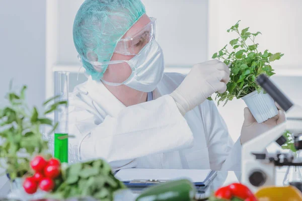 Pesquisador Com Plantas Transgênicas Organismo Geneticamente Modificado Geo Uma Planta — Fotografia de Stock