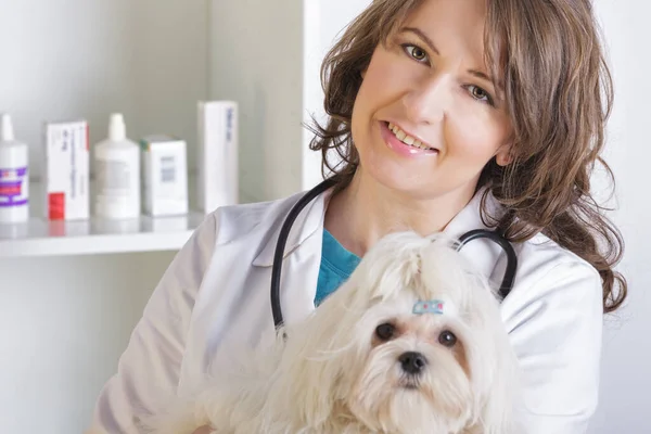 Gelukkig Dierenarts Met Kleine Hond Maltees Stethoscoop — Stockfoto