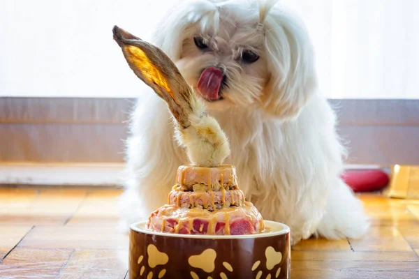 Hund Feiert Geburtstag Mit Gesundem Kuchenfleisch Und Hasenohren — Stockfoto