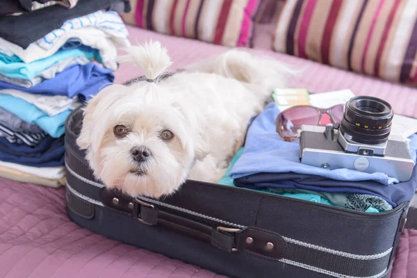 スーツケースやバッグに座って旅行を待っている小さな犬の悪意のある人 — ストック写真