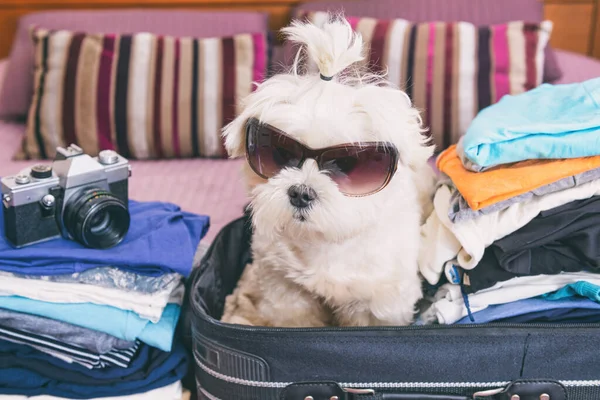 Malý Pes Maltézský Sedí Kufru Nebo Tašce Nosí Sluneční Brýle — Stock fotografie