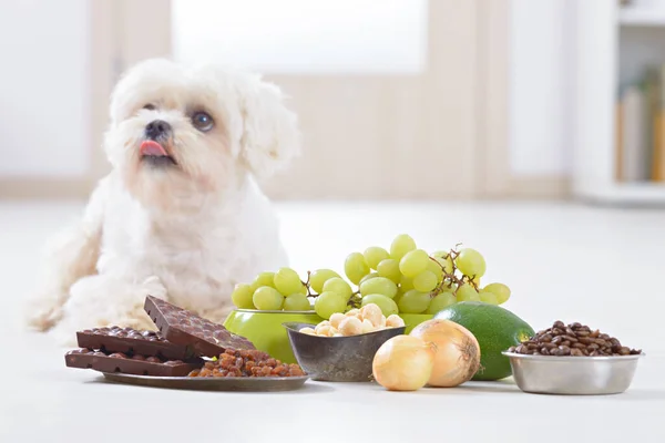 Little White Maltese Dog Food Ingredients Toxic Him — Stock Photo, Image
