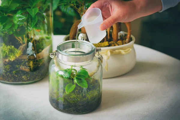 Zorgen Voor Planten Een Klein Bos Besproeien Een Pot Een — Stockfoto