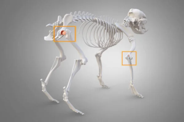 Artrite Canina Osteoartrite Inflamação Articular Deterioração Articulação Cães Quadril Cotovelo — Fotografia de Stock