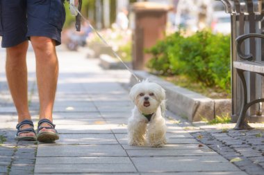 Şehirde Malta köpeğiyle yürüyen bir adam.
