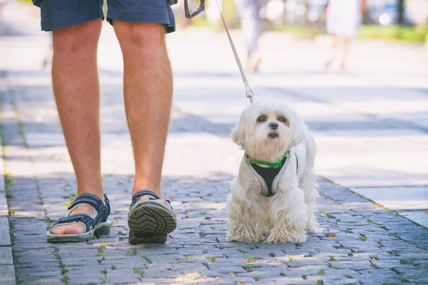 Man Wandelen Met Maltese Hond Stad — Stockfoto