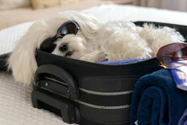 Küçük Köpek Maltesi Valizde Çantada Yatar Yolculuk Için Bekler — Stok fotoğraf