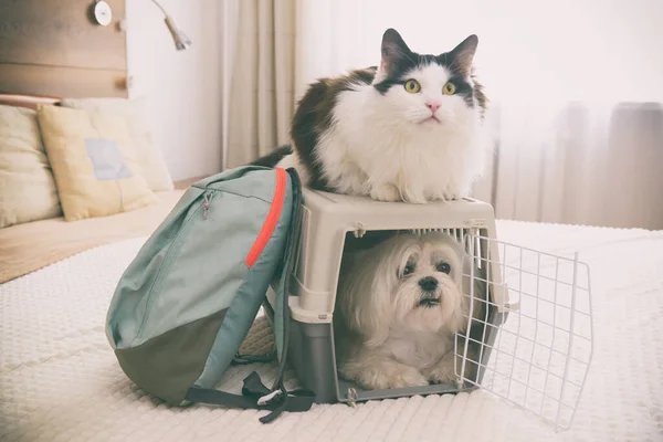 Small Dog Maltese Carrier Cat Bag Waiting Trip — Stock Photo, Image