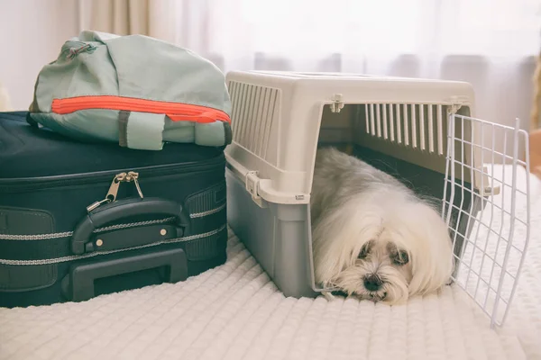 Pequeño Perro Maltés Transporte Bolsas Esperando Viaje —  Fotos de Stock