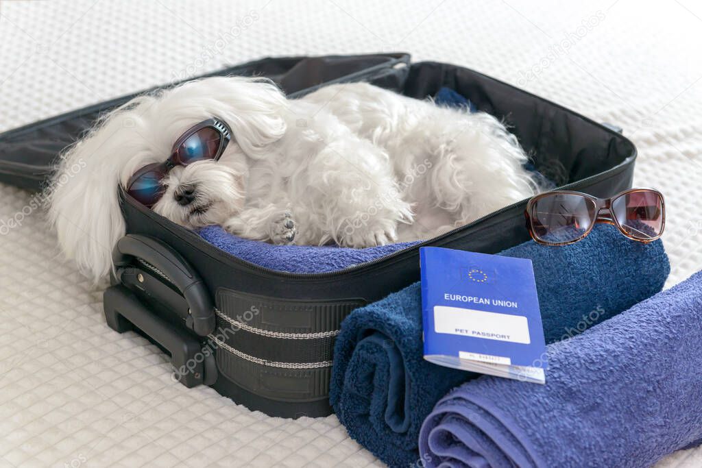 White dog Maltese sittinig in the bag waiting for a travel, pet passport in the foreground