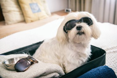 Küçük köpek maltosu valizde ya da çantada oturuyor ve bir yolculuk bekliyor.