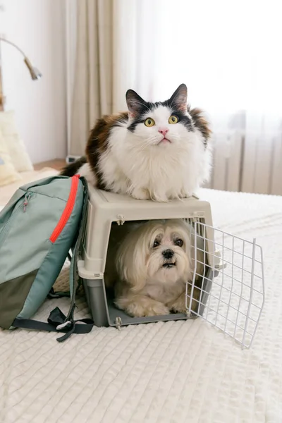 Pequeño Perro Maltés Transporte Con Gato Bolsa Esperando Viaje —  Fotos de Stock