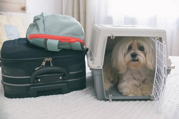 Taşıyıcıda Çantada Oturan Küçük Bir Köpek Maltosu Yolculuğu Bekliyor — Stok fotoğraf