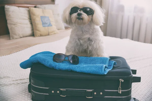 Kleine Hond Maltezer Zittend Naast Koffer Tas Met Een Zonnebril — Stockfoto