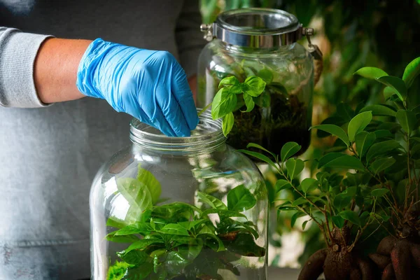 Zorgen Voor Planten Vrouw Zet Een Kleine Nieuwe Plant Voor Stockafbeelding