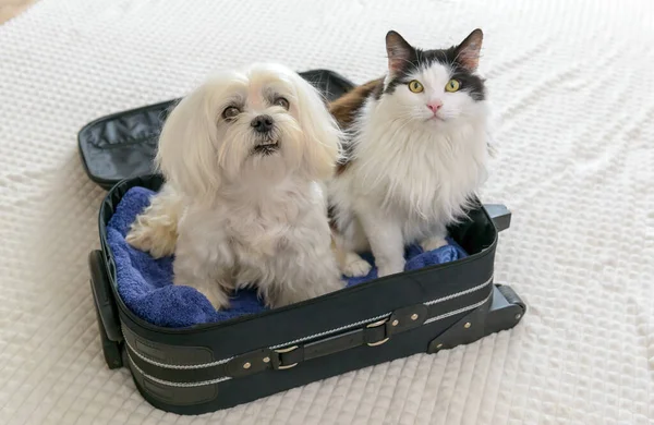 Pequeño Perro Maltés Bolsa Con Gato Esperando Viaje —  Fotos de Stock