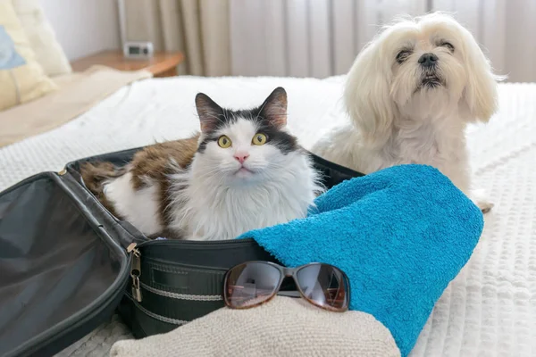 Liten Hund Maltesiska Med Katt Påse Väntar Resa — Stockfoto