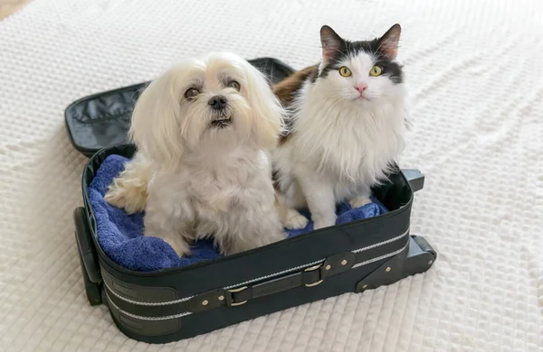 Kleine Hond Maltees Tas Met Kat Wachten Een Reis Stockfoto