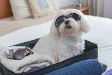 Çantanın içinde oturan, güneş gözlüğü takan ve yolculuk için bekleyen küçük bir köpek maltesi.
