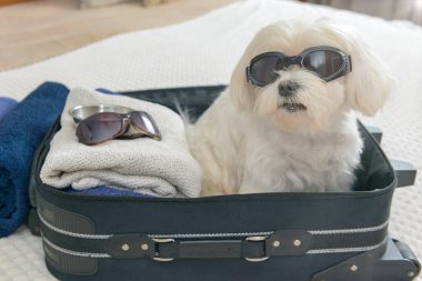Çantanın içinde oturan, güneş gözlüğü takan ve yolculuk için bekleyen küçük bir köpek maltesi.