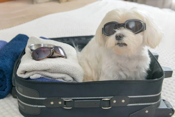 Pequeño Perro Maltés Sentado Maleta Bolsa Con Gafas Sol Esperando — Foto de Stock