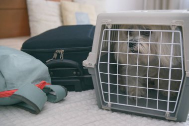 Taşıyıcıda ya da çantada oturan küçük bir köpek maltosu. Yolculuğu bekliyor.