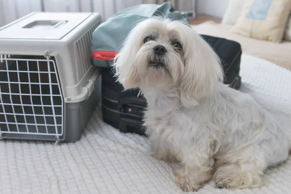 Küçük Köpek Maltosu Taşıyıcı Çantaların Yanında Oturmuş Yolculuk Için Bekliyor — Stok fotoğraf