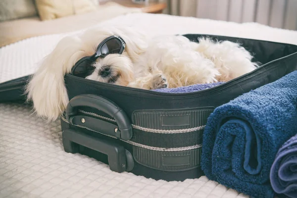 Pequeño Perro Divertido Maltés Tendido Maleta Bolsa Esperando Viaje —  Fotos de Stock