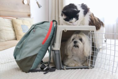 Küçük köpek maltosu taşıyıcı ve çantaların yanında oturmuş yolculuk için bekliyor.