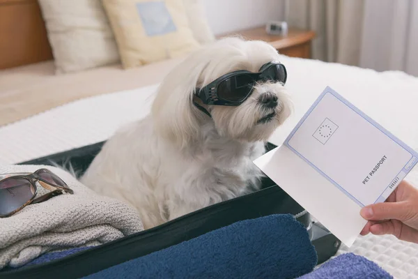 Witte Hond Maltese Sittinig Tas Wachten Een Reis Huisdier Paspoort — Stockfoto