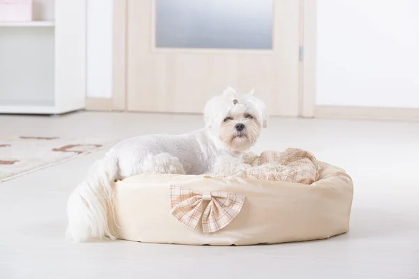 Perro en la cama del perro — Foto de Stock