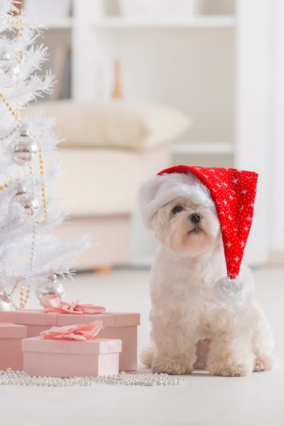 Cão pequeno usando chapéu de Papai Noel — Fotografia de Stock