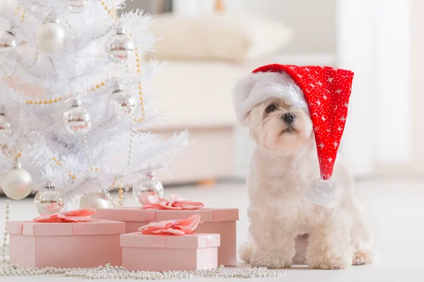 Malý pes nosí Santa Claus klobouk — Stock fotografie