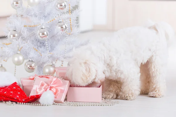 Pequeño perro curioso sobre sus regalos — Foto de Stock