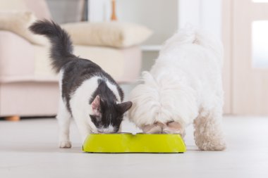 Köpek ve kedi bir kaseden yemek yeme