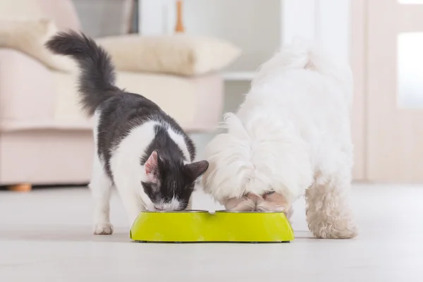 Собака и кошка едят пищу из миски — стоковое фото